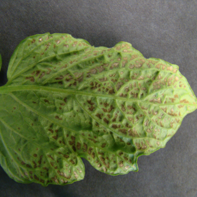 The symptoms of irregular lesions can also be noticed on the underside of the leaves.