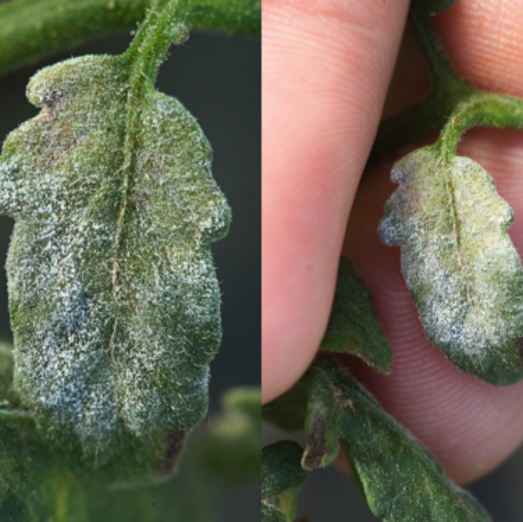 The disease is not a problem in open field tomato production in Florida and can only be rarely be seen. However, it can be noticed much more frequently in protected tomato cultivation.