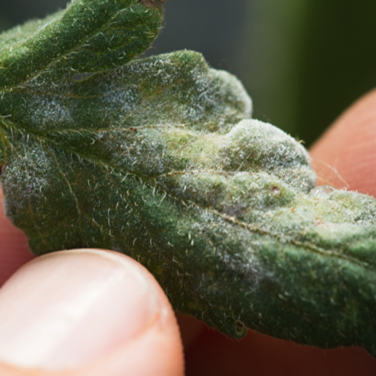 Powdery sporulation is the key identifiable sign of the disease mainly on the upper side of the leaves for Oidium and typically lower side of the leaves for Leveillula.