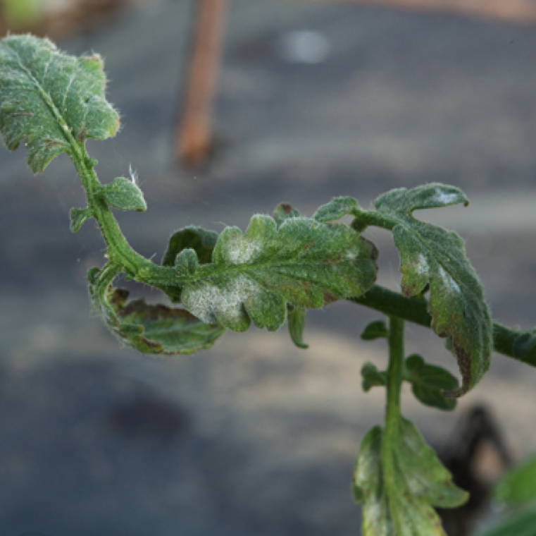 When the infection becomes severe, white fungal sporulation can be noticed in every part of the plant except the fruits. The leaves can turn yellow upon severe infection.