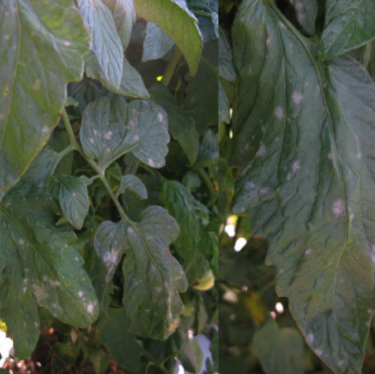 The disease is rarely seen in the field in Florida and not of economic impact; but in greenhouses the disease can affect the yield of tomatoes.