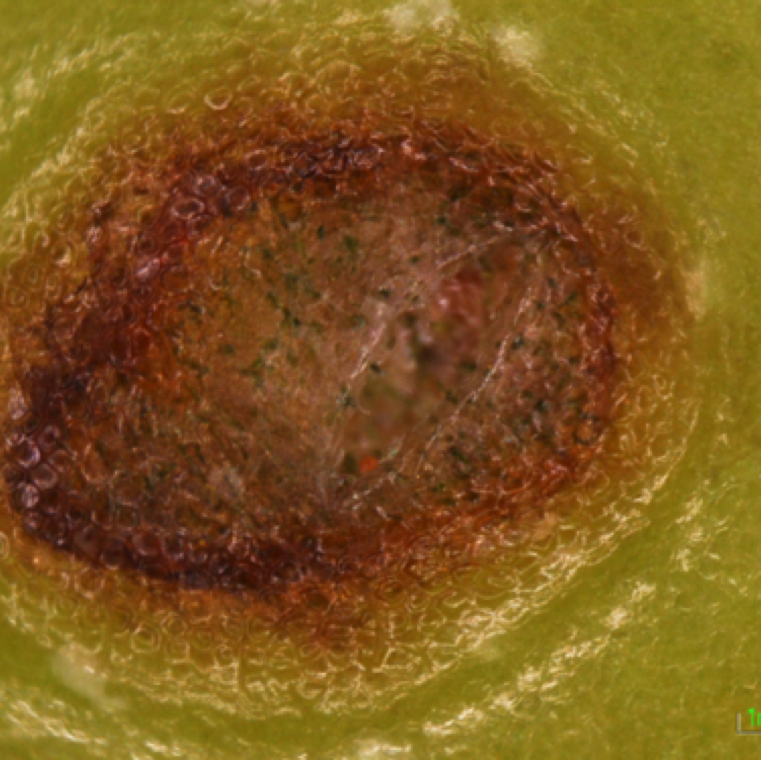 A fruit with pox symptom showing rupture of the epidermis (skin). This is characteristic of pox. In case of gold fleck you do not see normally rupture of the epidermis.
