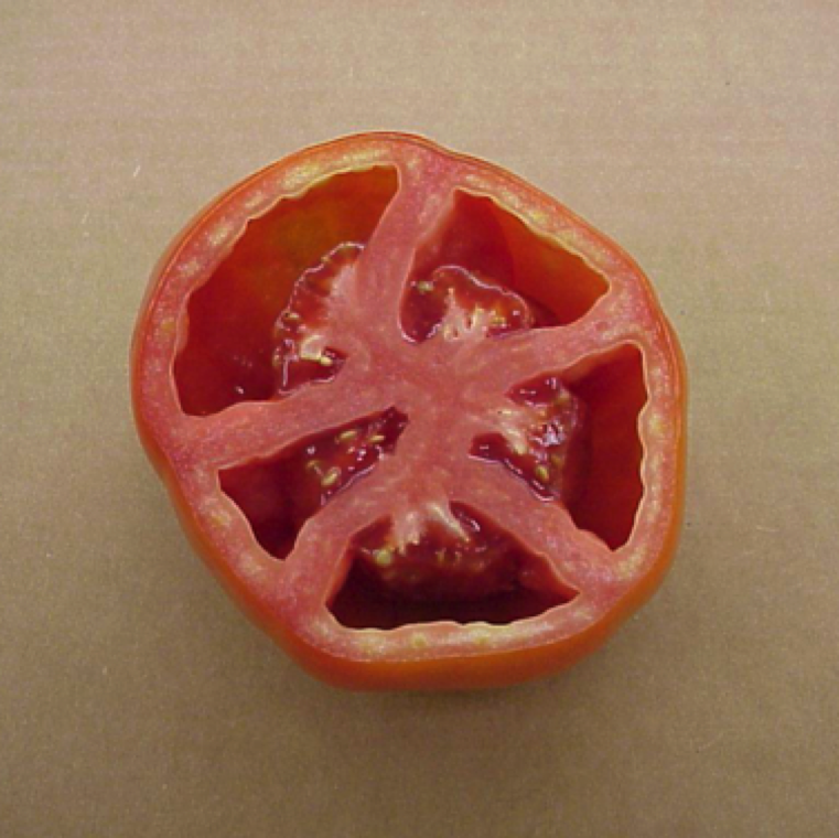 When fruit are cut, open cavities are observed between the seed gel area and the outer wall. Fruits are also very light in relation to its size.