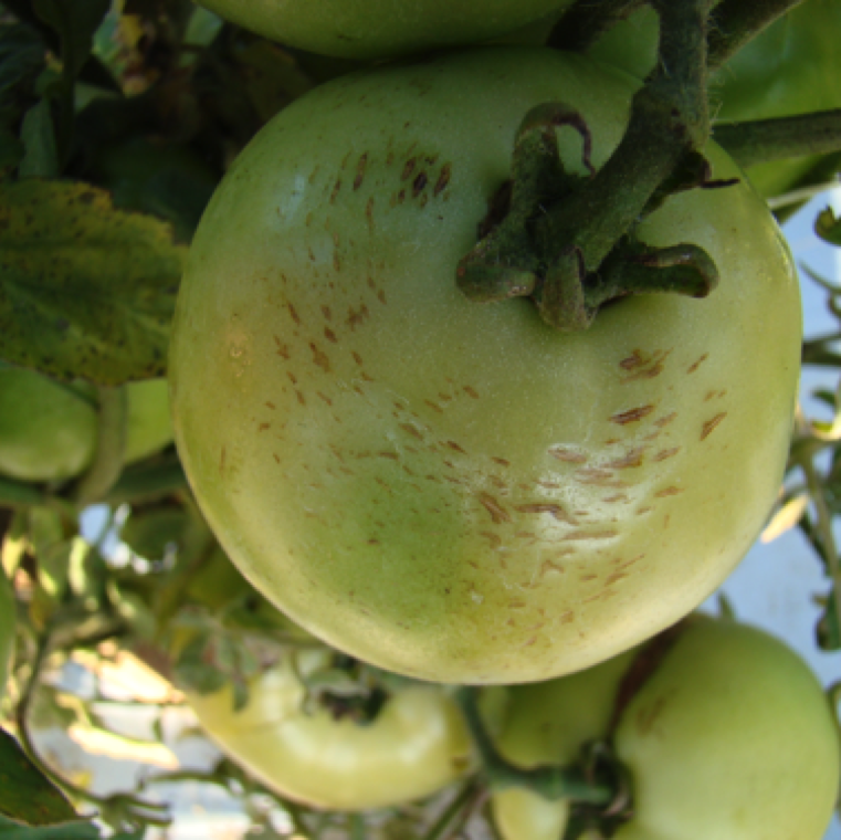 The rain checking cracks can also be seen throughout the fruit. The surface of the symptomatic fruits can be leathery in appearance and feels rough when touched.