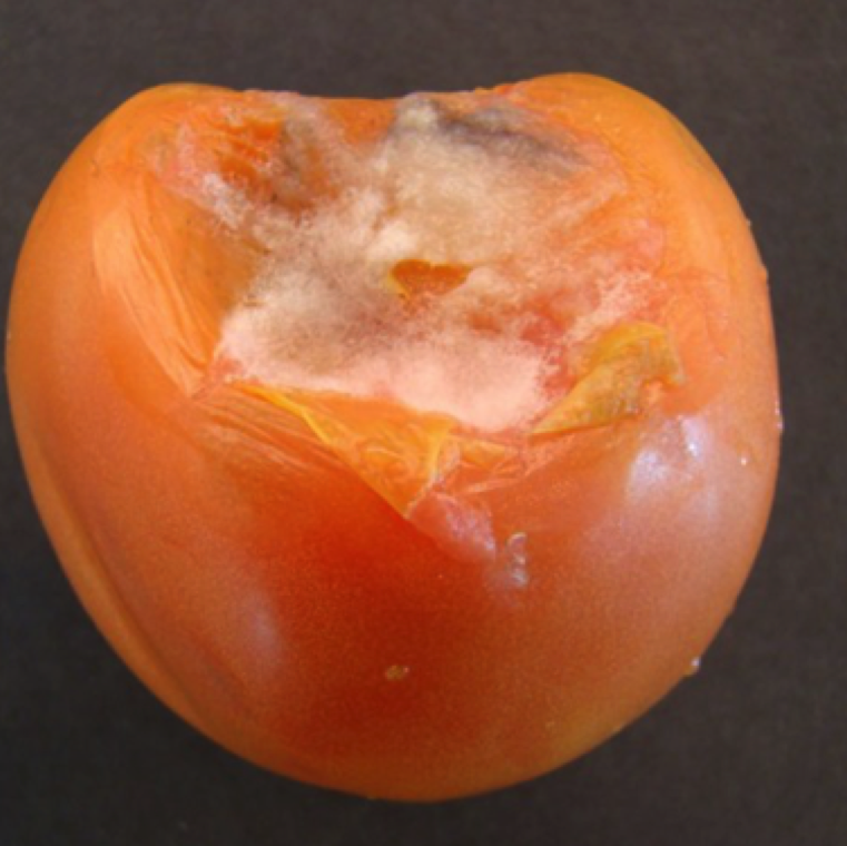 A characteristic symptom of rhizopus rot is water soaked regions on the fruit leading to puffy white growth that collapses the outer fruit tissue.