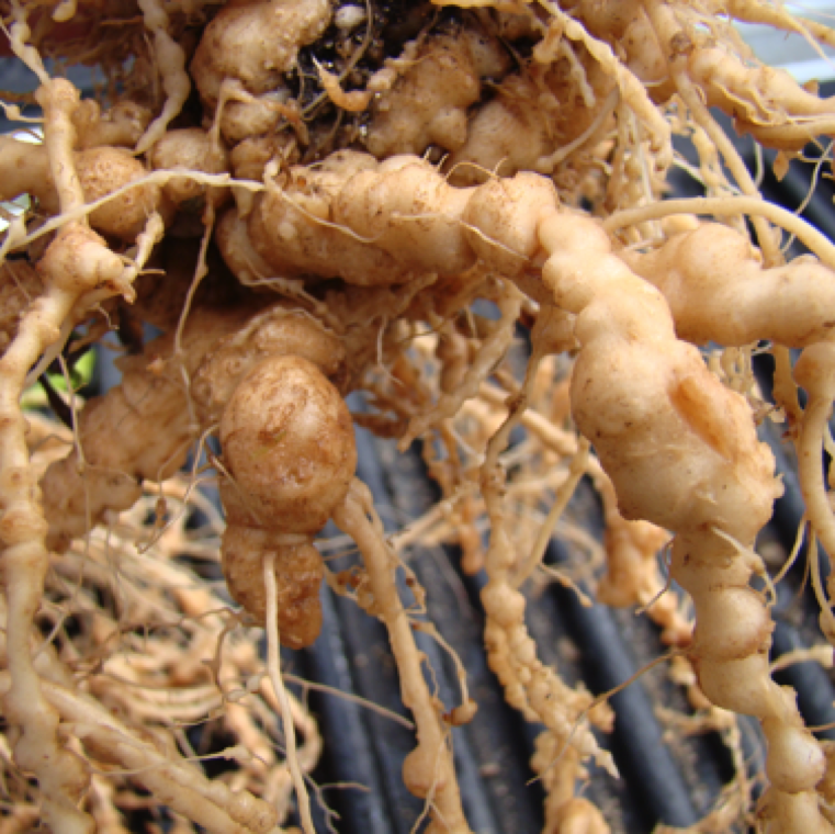 The characteristic symptom caused by root knot nematodes is the galling of the roots. The plants lack vigor under high galling and can become chlorotic.