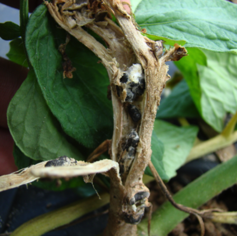 You can confirm the disease by opening the blighted stem, where you will see black sclerotia. Sclerotia is a mass of fungal mycelium that condense together with the accumulation of melanin.