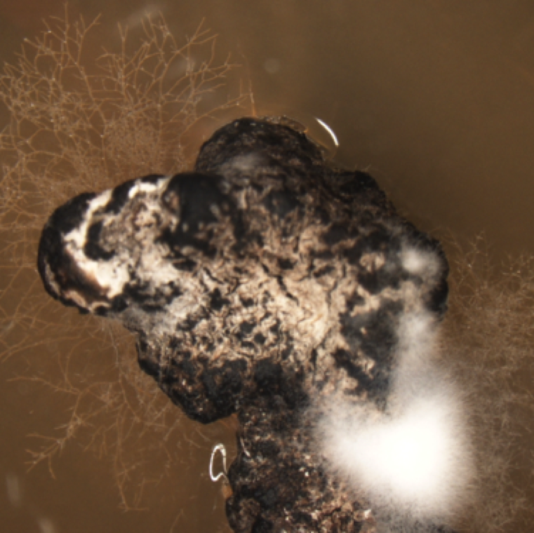 Mature sclerotia with a melanized outer layer and growth of mycelium, the vegetative part of the fungus from a dry sclerotia in artificial media.