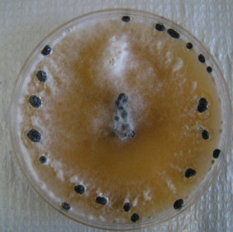 Mature sclerotia with varying size with melanized outer layer. Melanin protects the envelop of the fungal mycelium and helps in its long term survival in soil during adverse environmental conditions.