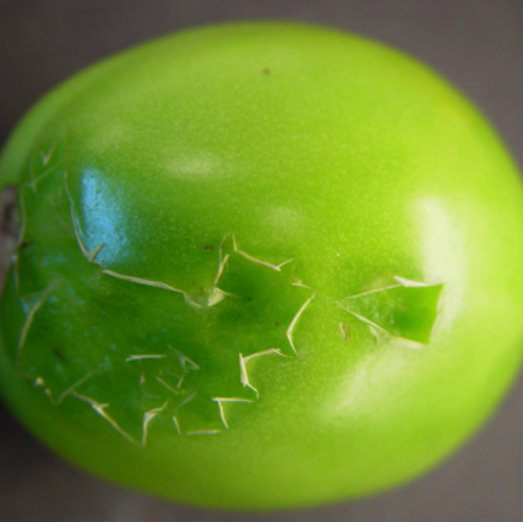 In green tomatoes, water soaking of fruits can be seen as an early symptom and collapse of the epidermis (skin) of the fruit can also be noticed.