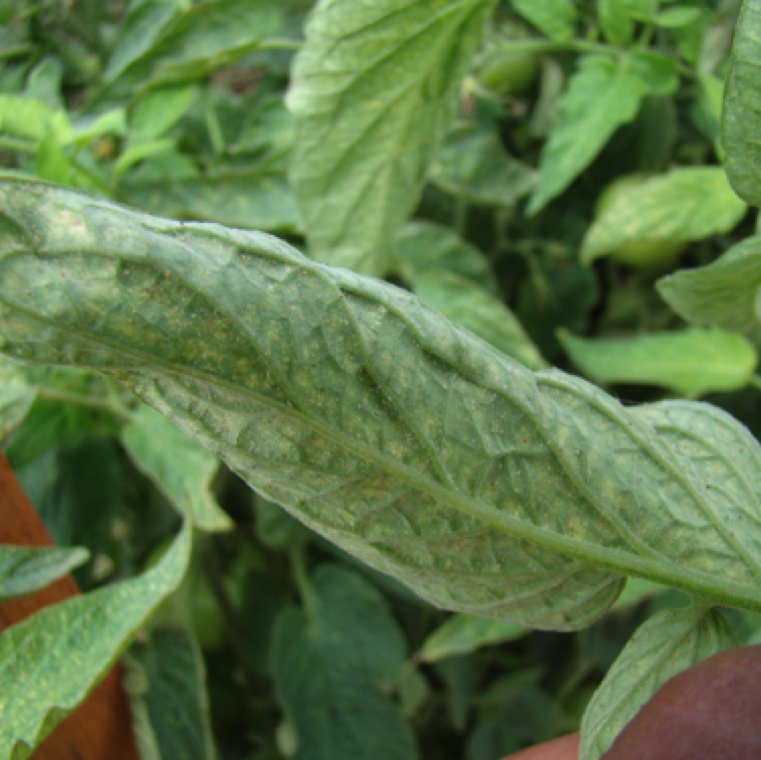Spider mites are very tiny and can be seen on underside of the leaves. During heavy infestation spider mites can be seen all over the plant.