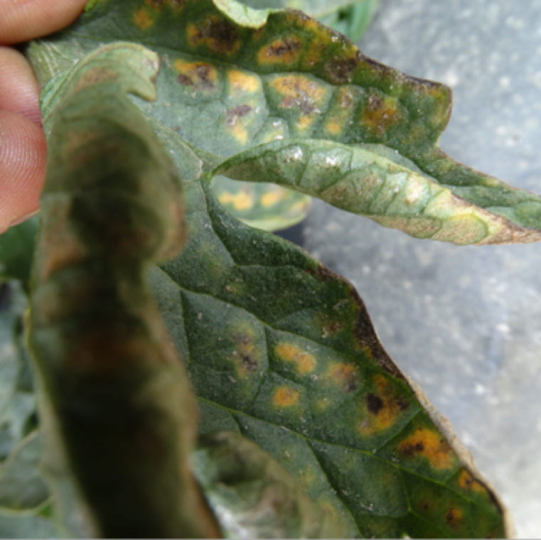 Spider mites suck the juice form the plant and feeding sites show symptoms of yellow blotching. These sections may turn brown and dessicate later.