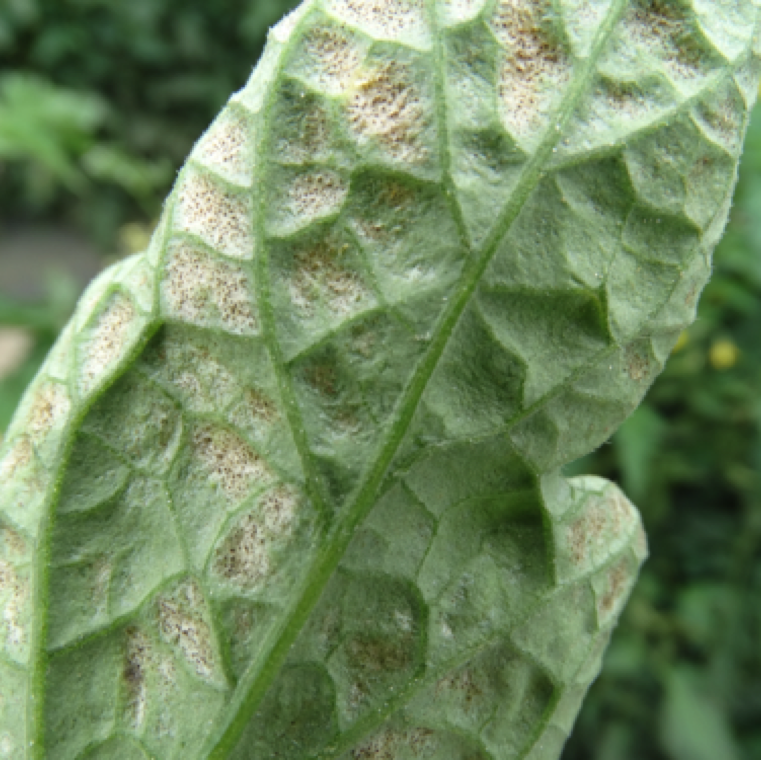 The underside of the leaves also have yellow discoloration or bronzing or appearance of sandblasting. The plants may turn yellow and leaves may drop exposing fruits to sunscalding.