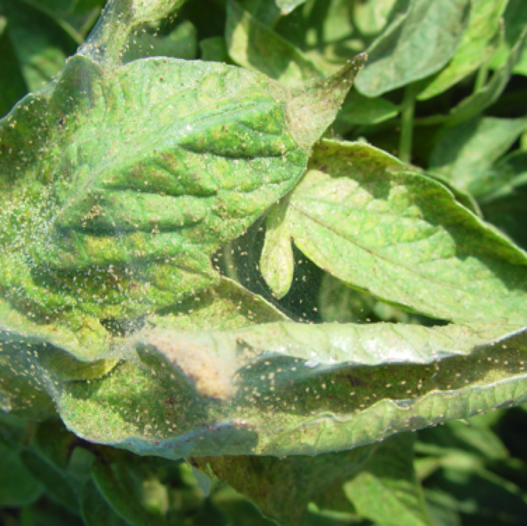 Under severe infestation from spider mites webbing can be seen on leaves. Severe bronzing of leaves can happen at this stage which could significantly affect yield.