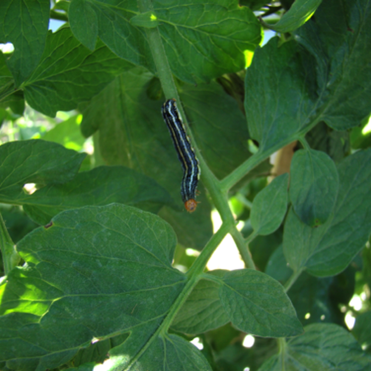 Stalk borer can cause damage to all plants parts and are identifiable by three white lines running down the body.