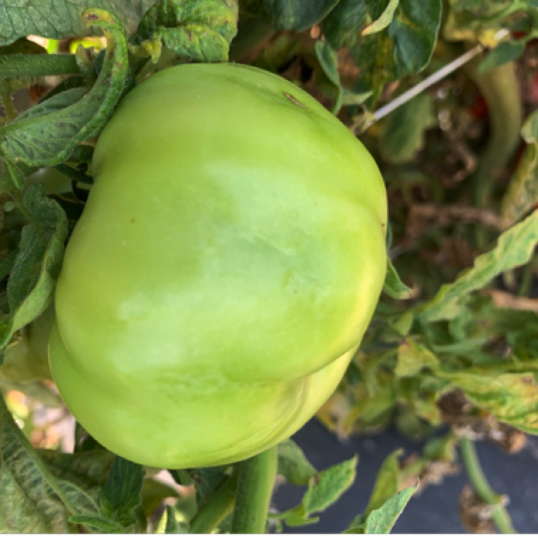Sunscalding can affect all stages of fruit growth. For example in the green fruit shown in the picture a small bleached section can be seen that is an early indication of the damage.