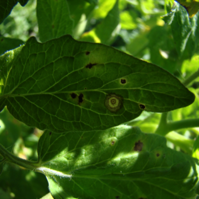 Lesions can be seen inside the canopy and the micro-climate favors the infection process. The lesions on infected plants can become very large and cover significant area of the leaf in the field.