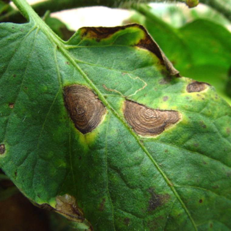 Target spot like appearance of the lesion which is characteristic symptom of the disease. The tissue in the infected regions of the leaves becomes necrotic and severely affects photosynthesis.