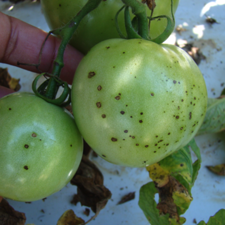 Few to numerous sunken fruit lesions can be seen on the fruits with cracking in the center which is a characteristic symptom of target spot disease. Bacterial spot disease has raised lesions in general.