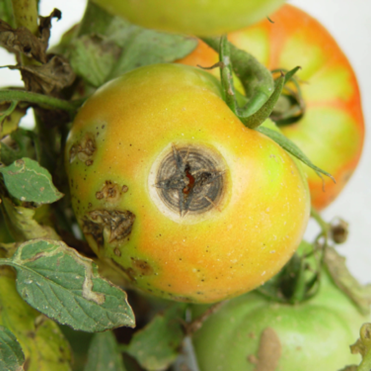 Fruit lesions while starts as small lesions can enlarges to form large lesions with cracked centers (X) in the field or in ripening stage or shipment that can lead to post-harvest fruit rotting.