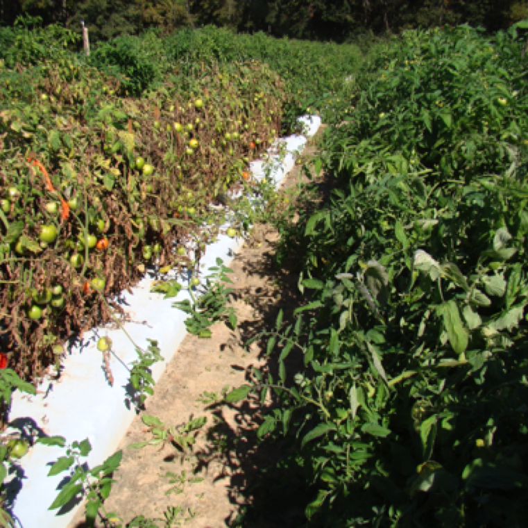 Target spot can cause major damage to tomatoes under ideal disease conditions and when fungicides with resistance to the target spot organism are used as seen in this field experiment.