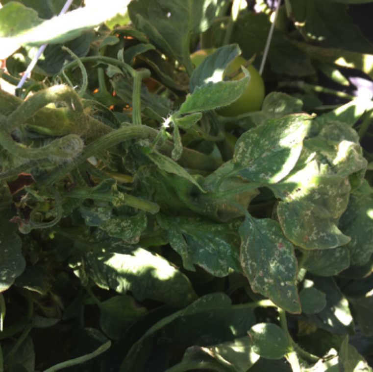 Thrips feeding cause symptoms of tiny silvery blotches on the leaves. Severely affected leaves may show symptoms of curling and twisting.