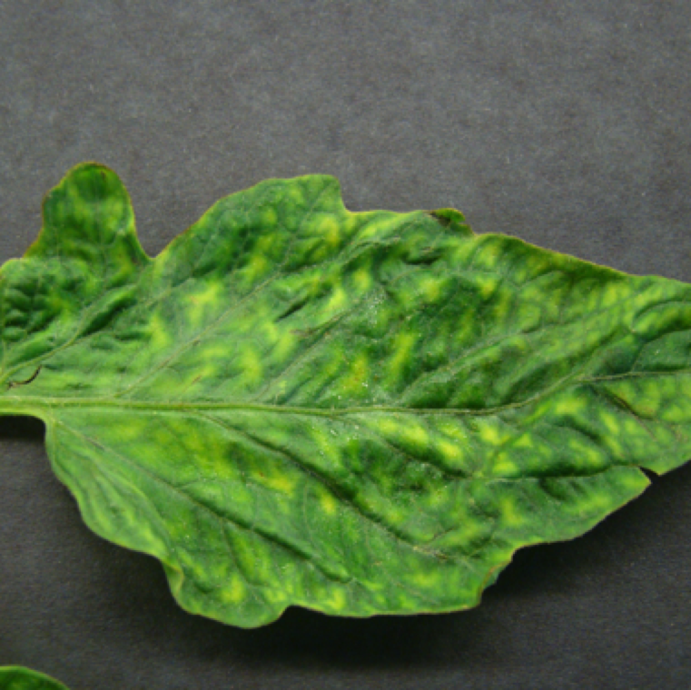 TMV infection causes symptoms that start with light yellow-green and dark green mosaic symptoms. The disease can also cause fruit symptoms including mosaic pattern and internal browning.
