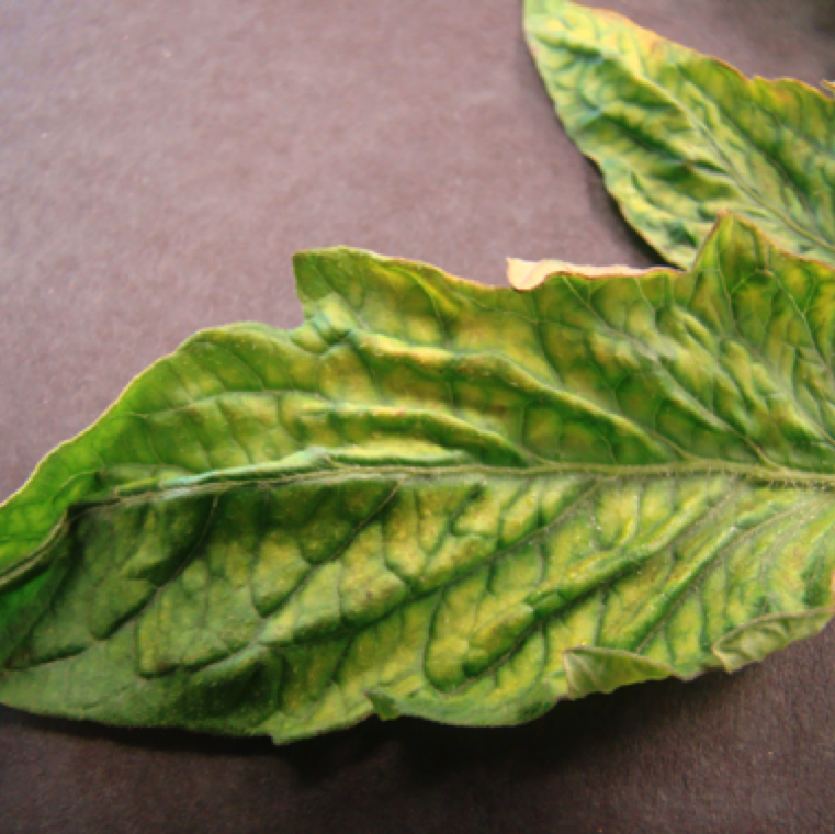 Severe leaf yellow with the veins in green is characteristic at advanced symptom. Nutrient deficiencies and other plant diseases can also cause similar symptoms.