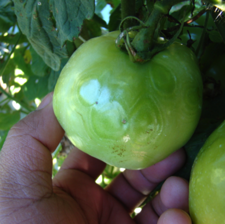 Tomato spotted wilt causes major direct effect on fruit appearance and quality. Early stage fruit symptoms including mild circular or oval pattern development on green fruits.