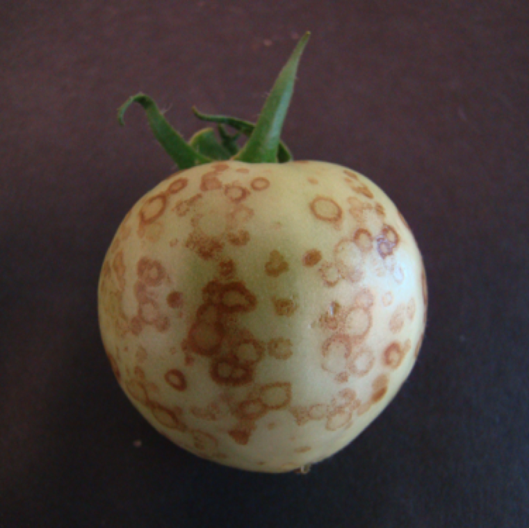 Numerous small ring spots on a fruit from a plant affected by tomato spotted wilt. Ring spot symptoms can vary with different tomato cultivars and stage of infection.