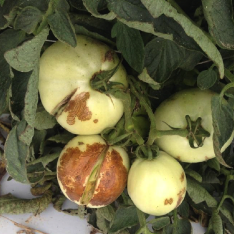 While not common, symptoms can also be noticed on varieties with resistance to tomato spotted wilt. In this case, the fruit patterns can be seen on few fruits.