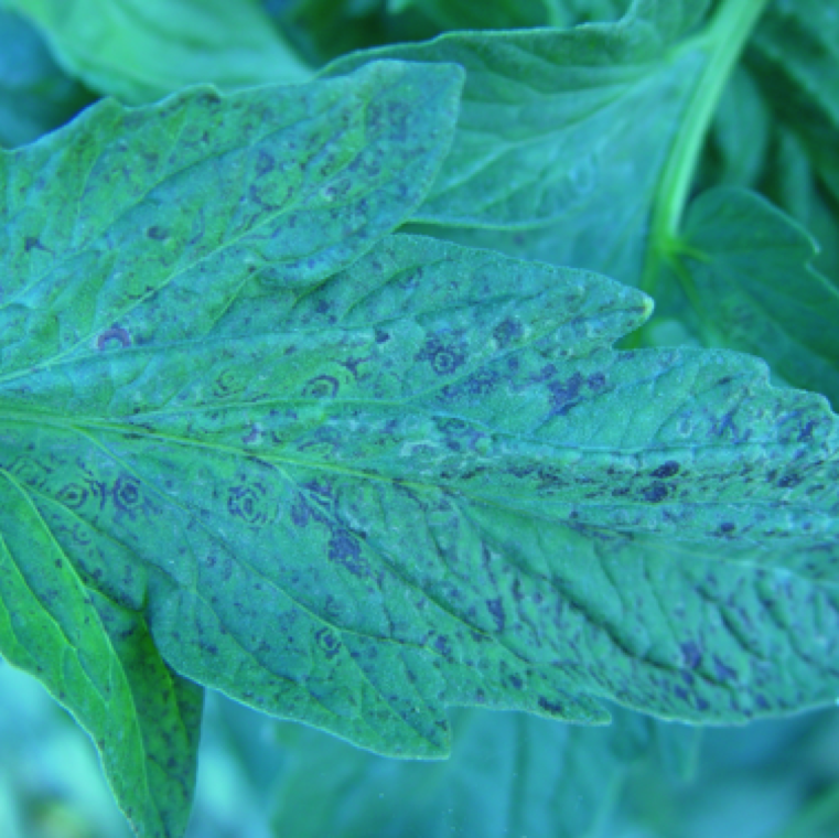 A characteristic symptom of plants affected by tomato spotted wilt is leaf spots which form concentric patterns. These patterns can be present through the entire section of the leaf.