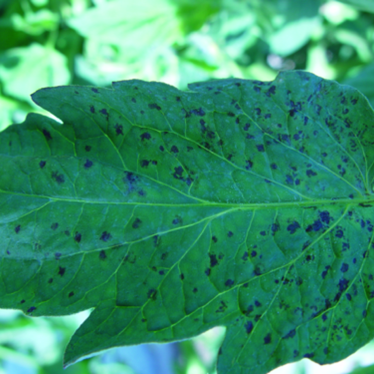 Leaf spots may resemble that of bacterial spot. Leaf spots associated with tomato spotted wilt have a unique blotched lesion appearance compared to bacterial spot that tends to break in the center.