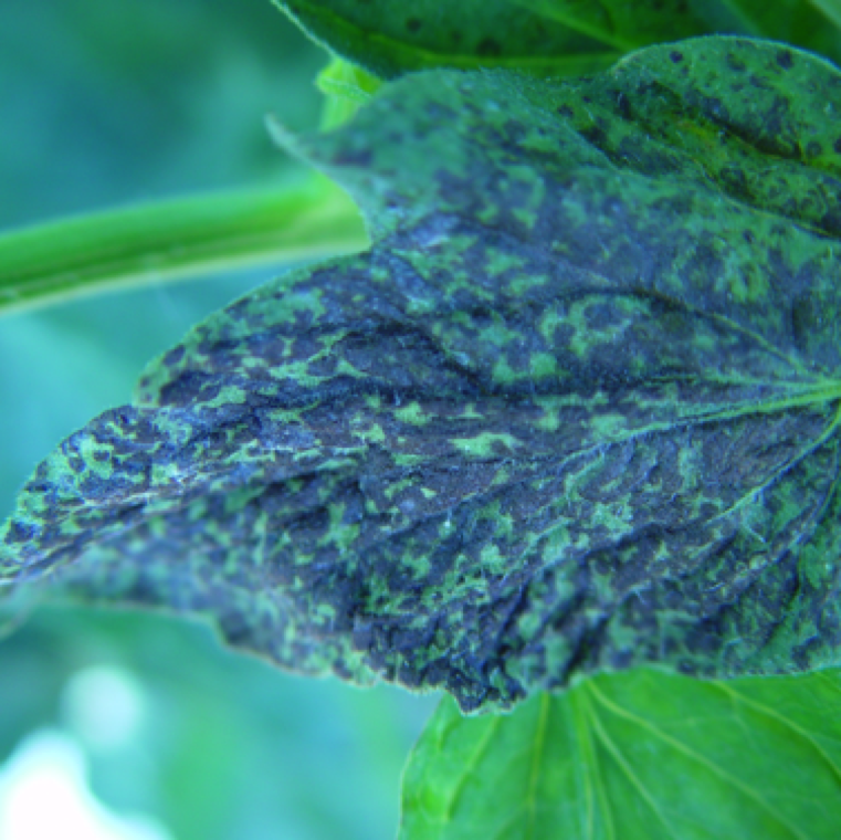 Leaf spots can entirely cover whole leaves and many leaves throughout the plant. At this stage the symptom is pronounced and very characteristic of tomato spotted wilt.