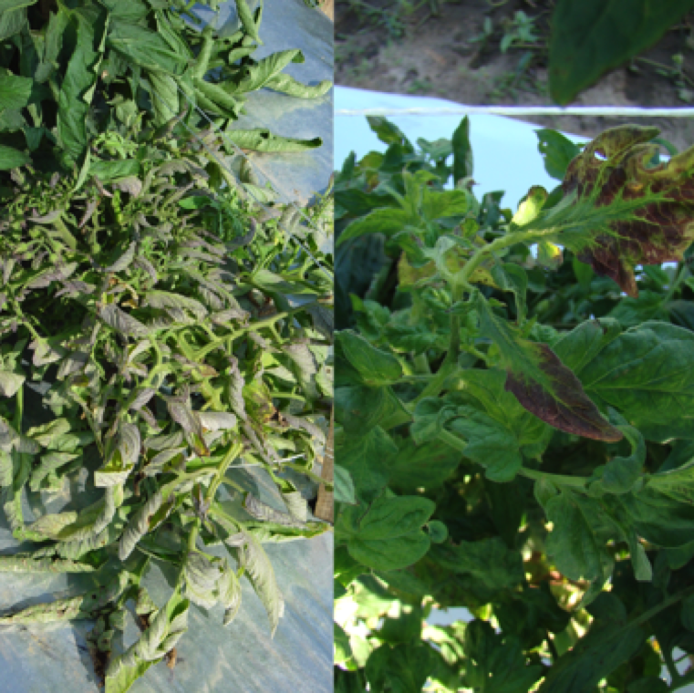 Leaf purpling and leaf upward curling is another symptom of plants affected with tomato spotted wilt. However, other diseases can also cause similar symptoms.