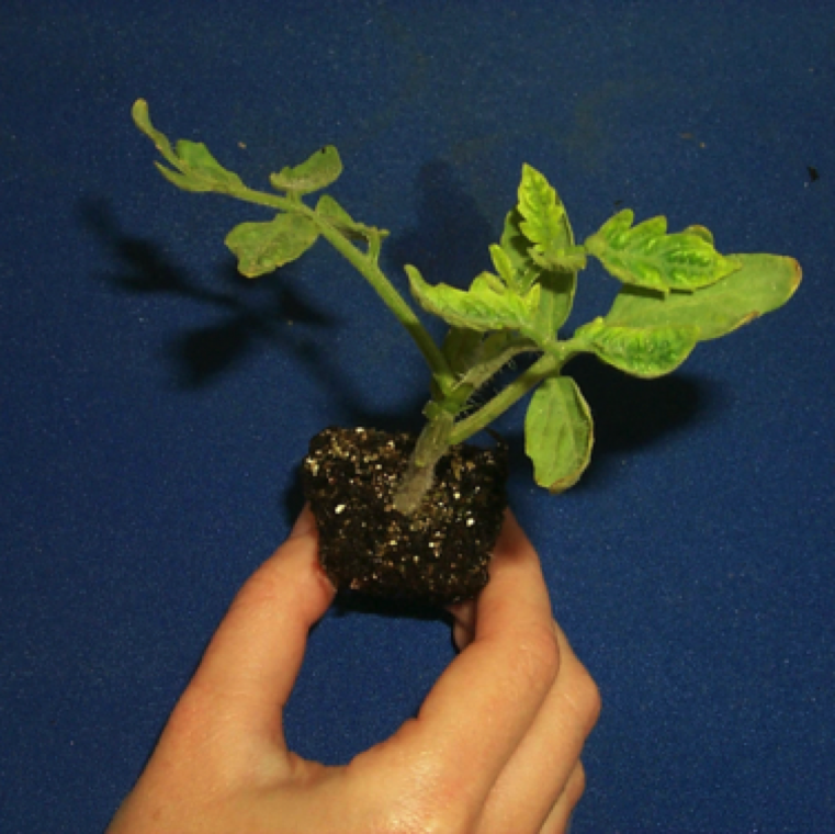 Although rarely seen TYLCC can affect young transplants causing yellowing and curling of leaves in transplant production facilities.