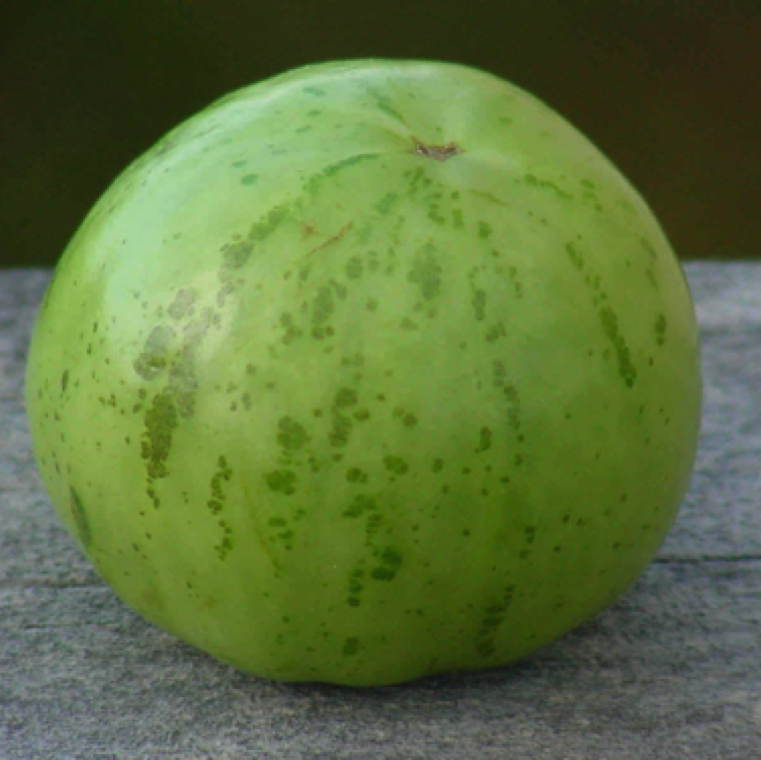 Many of the green stripes disappear when the fruit ripens. The symptoms seems to be variety related.
