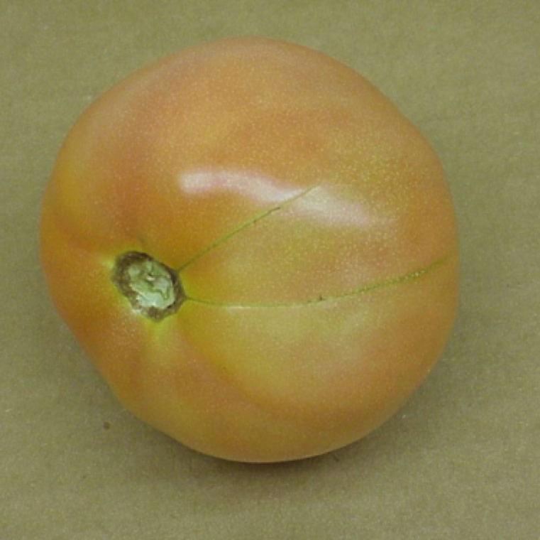 The symptom resembles a zipper and hence the name zippering. Fruits may have also catface symptoms associated with it.