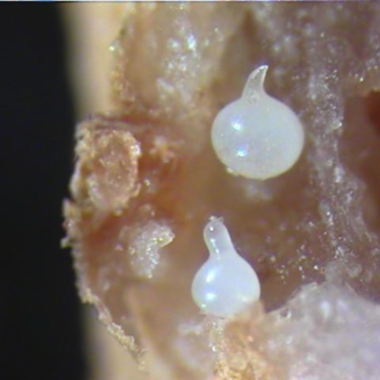 The feeding sites of J2 forms giant cells. J2, J3 and J4 stages feed on giant cells causing root galls. Adult females on the roots shown in the picture forms egg masses.