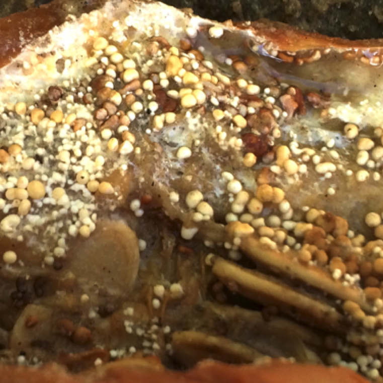 Sclerotia on pumpkin tissue. The sclerotia vary in size, and color from white to brown to dark brown as they age and can survive harsh winter conditions in soil and protects the fungus.