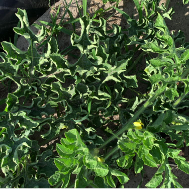 Inward cupping of leaves was also observed as a symptom associated with the disease in North Florida. Section of plants may remain mildly symptomatic or non-symptomatic.