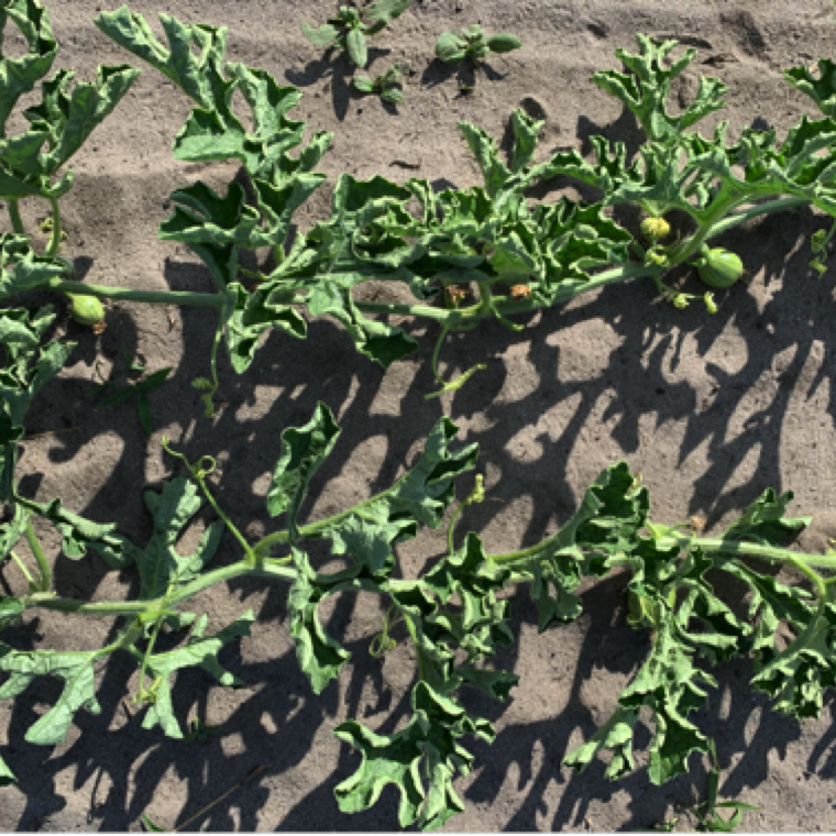 Severely affected sections of the plants have vines showing all symptoms associated. The impact of the disease on yield and fruit quality is not yet known.