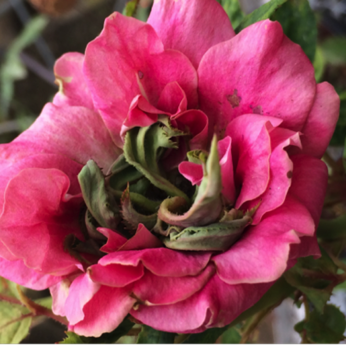 Distorted flower bud; leaf developing from flower bud can also been seen.