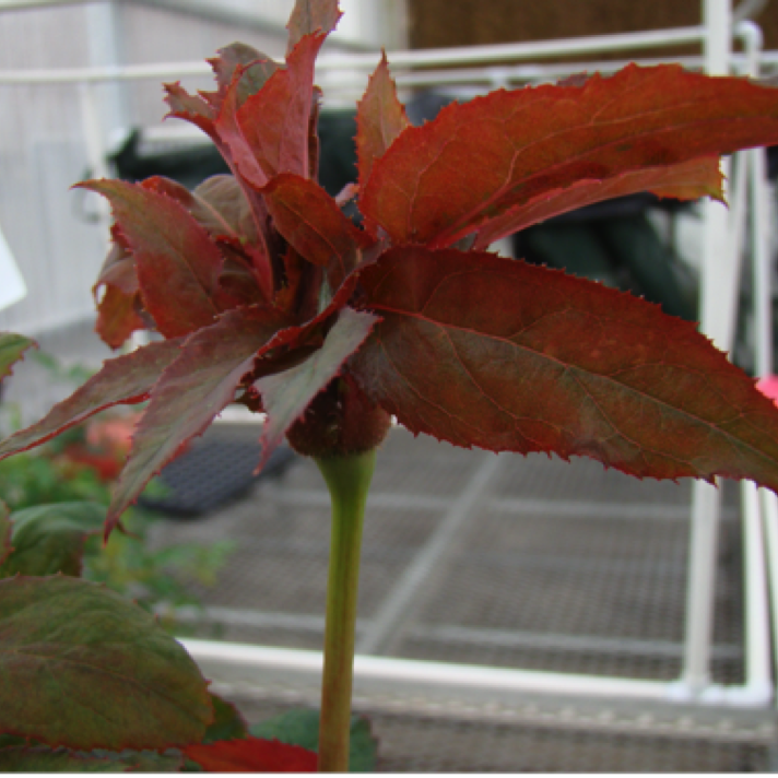 Development of leaves directly from the bud. The disease can completely kill the plant in 1-3 years.