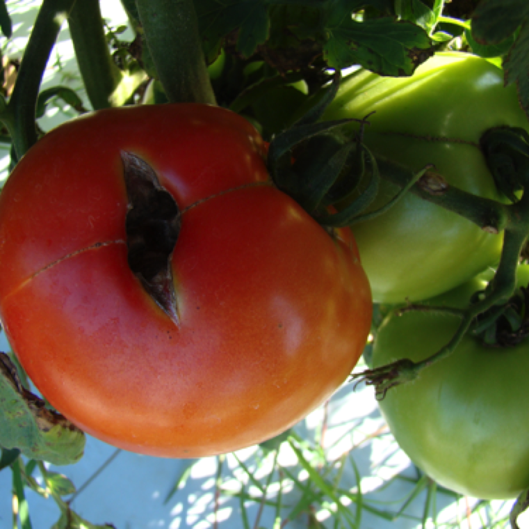 A fruit with catface on the side of the fruit and zippering symptom. Catfaced fruits can be misshapen or small and can be affected by saprophytic pathogens.