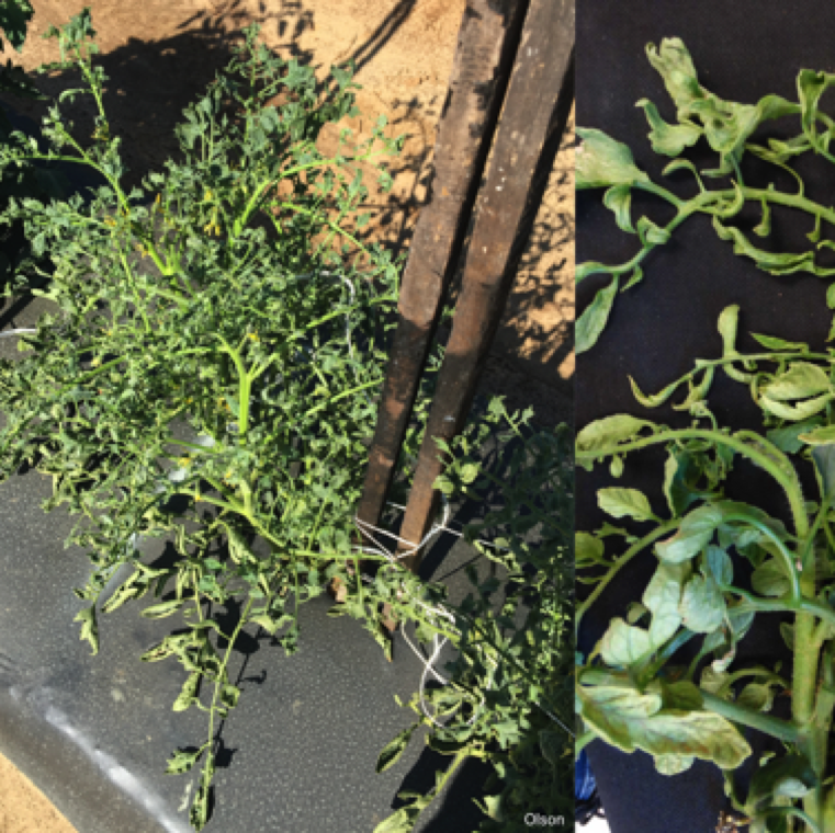 Cucumber mosaic symptoms include stunted plants (left) that may be yellow. Leaves exhibit shoestring like appearance and with plants have short internodes. These symptoms are similar to tobacco mosaic.
