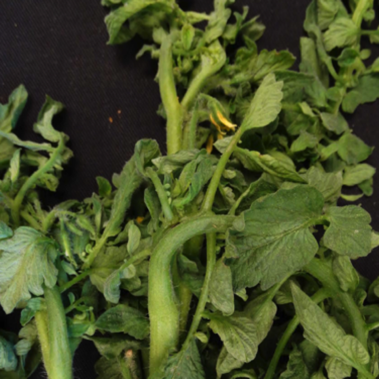 Enlarged stem can be seen in affected plants and the plants tend to produce distorted or necrotic and small fruits. Upward curling of leaves is also a symptom on affected plants.
