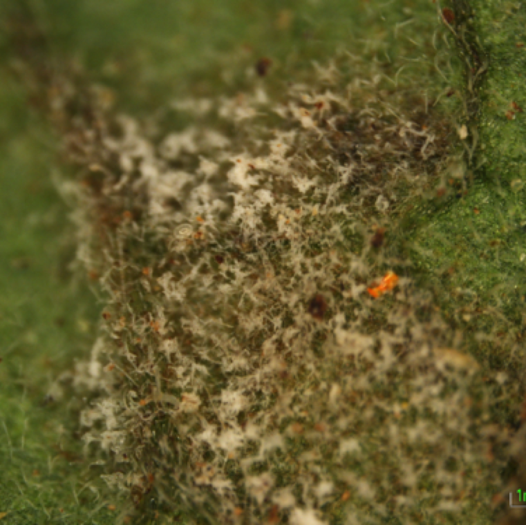 The fungal conidia are easily disseminated through air movement. Low light intensity and high humidity are ideal conditions for disease development, but disease can also occur at low relative humidity.